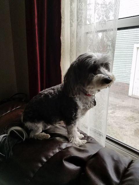 Image of Mazie, Lost Dog