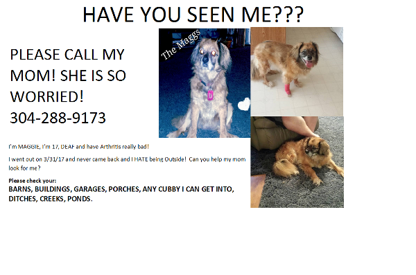 Image of MAGGIE, Lost Dog