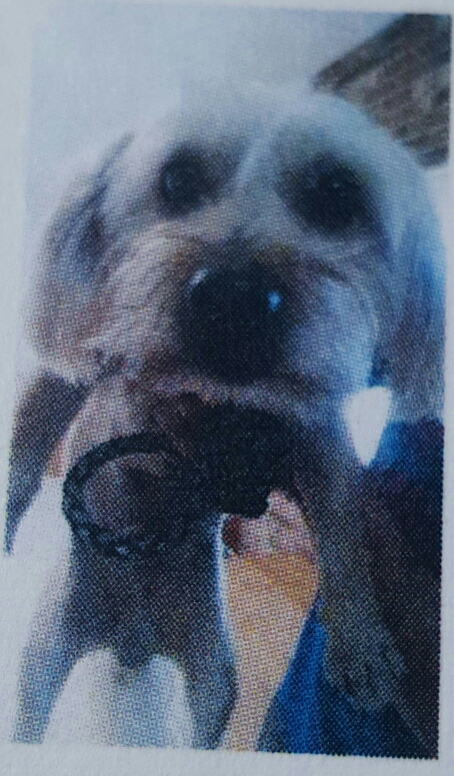 Image of Hugo, Lost Dog