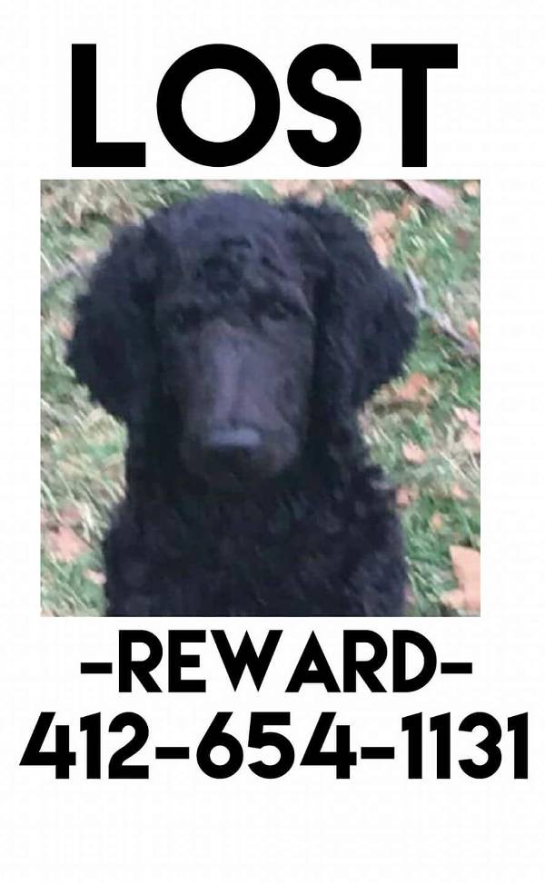 Image of Cole, Lost Dog