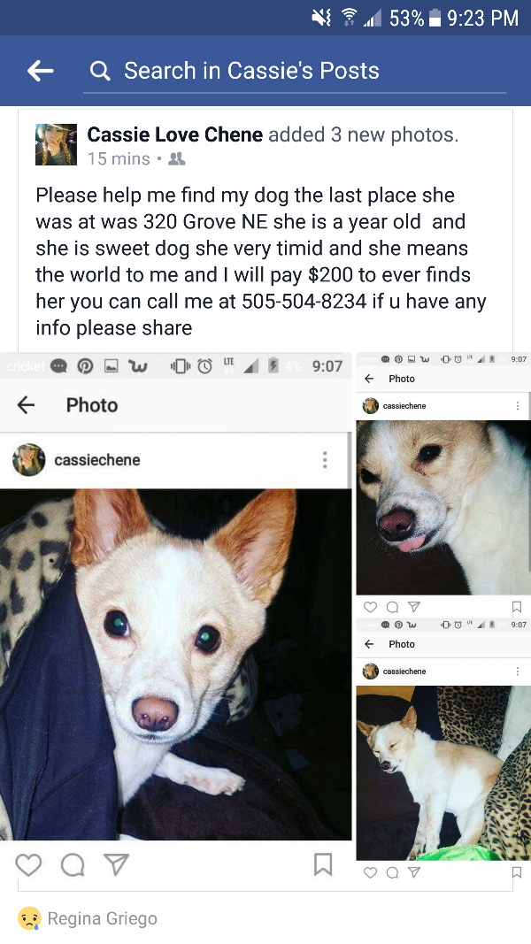 Image of Chanel, Lost Dog