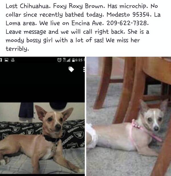 Image of Foxy Roxy Brown, Lost Dog