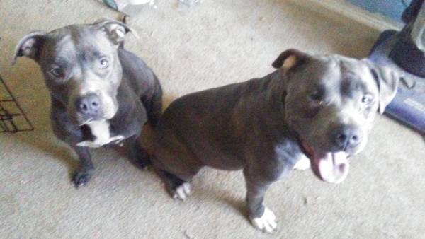 Image of bully and taz, Lost Dog
