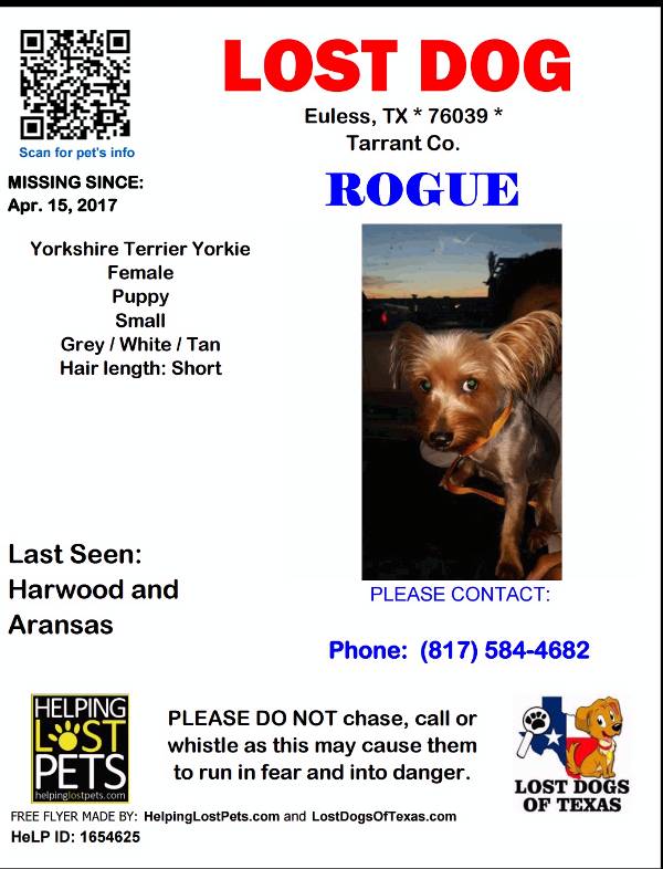 Image of Rogue, Lost Dog