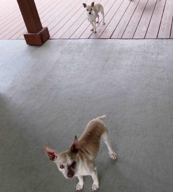 Image of Pair, male & female, Found Dog