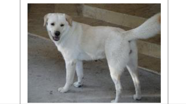 Image of Blanca, Lost Dog