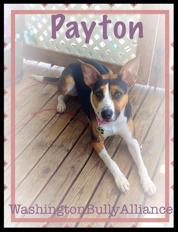Image of Payton, Lost Dog