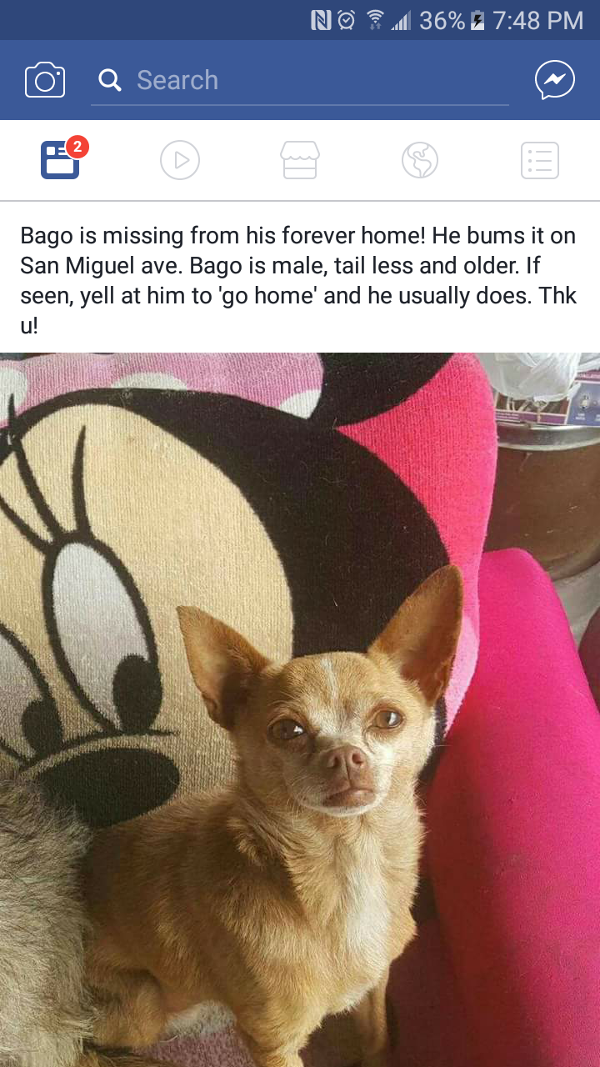 Image of Bago, Lost Dog