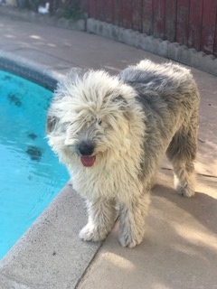 Image of Poochie, Lost Dog