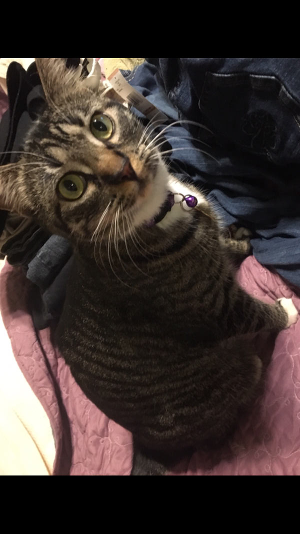 Image of Mya (name on tag is Lily), Lost Cat