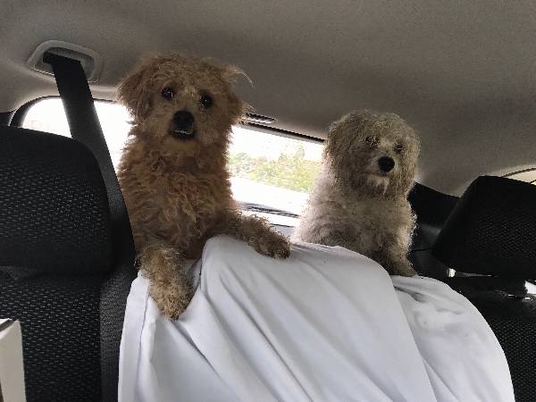 Image of 2 dogs with no name, Found Dog