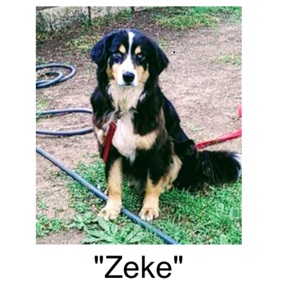 Image of ZEKE, Lost Dog