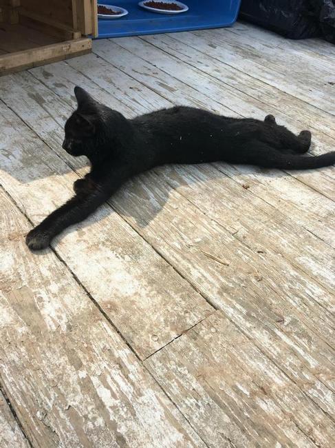 Image of BLACKIE, Lost Cat