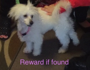 Image of Trixy, Lost Dog