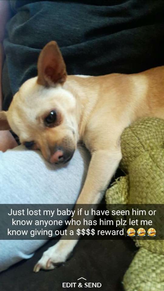 Image of Marty, Lost Dog