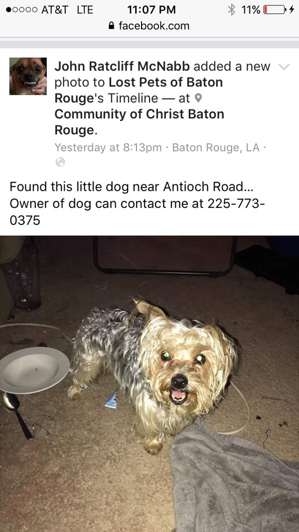 Image of Pee Wee, Lost Dog