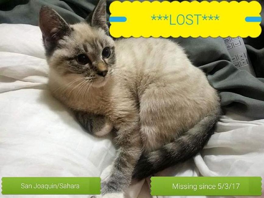 Image of Catty, Lost Cat