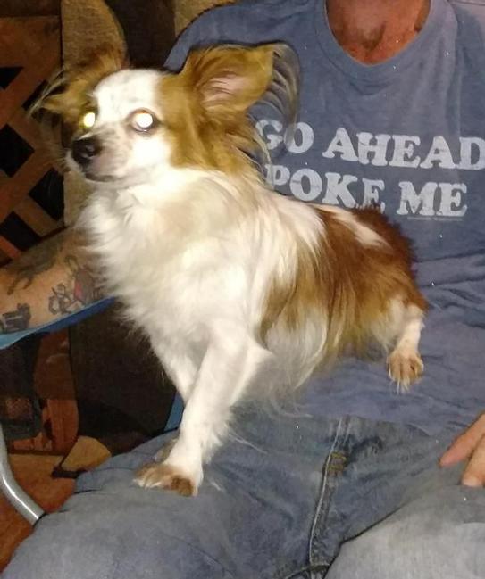 Image of Alvin, Lost Dog