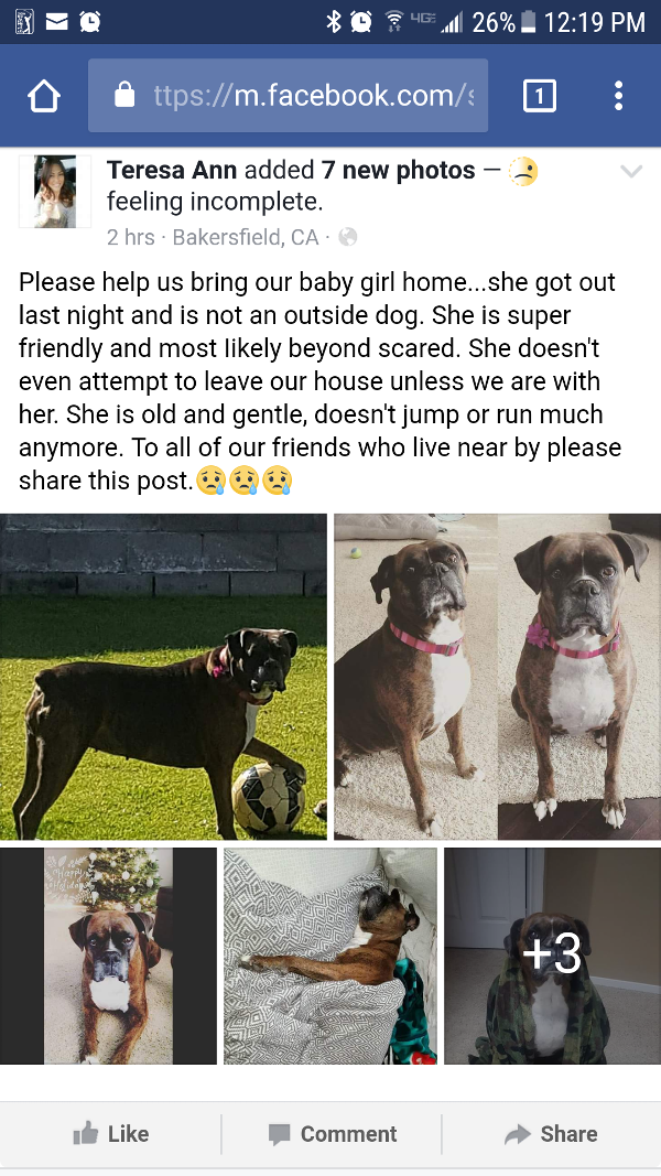 Image of Griffey, Lost Dog