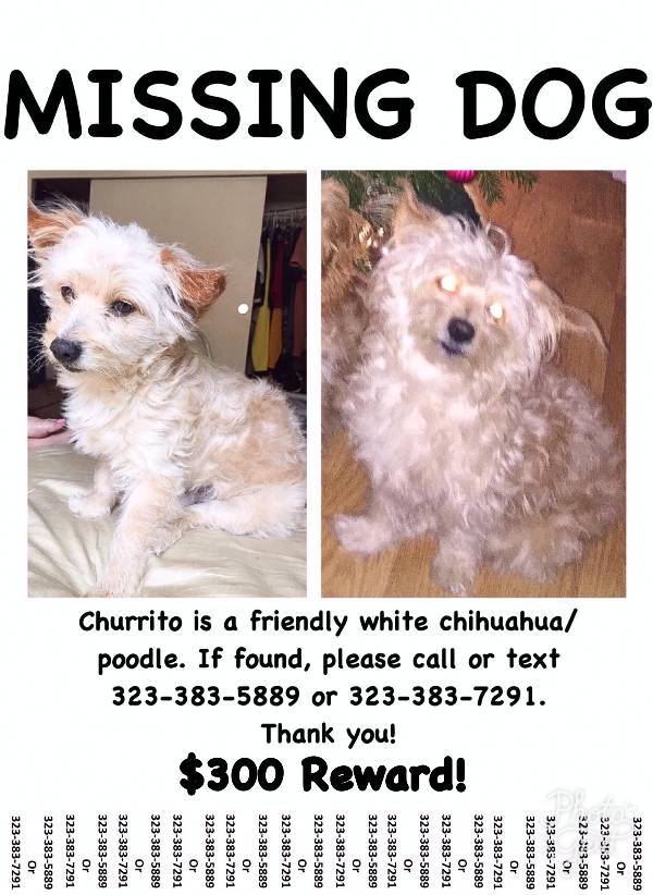 Image of Churrito, Lost Dog