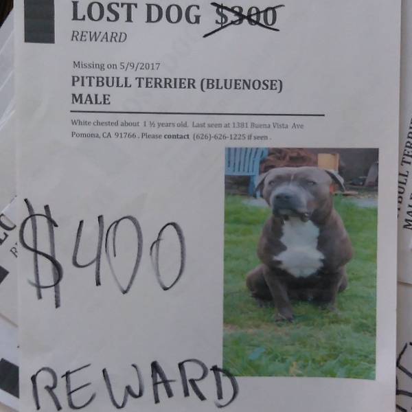 Image of Oden, Lost Dog