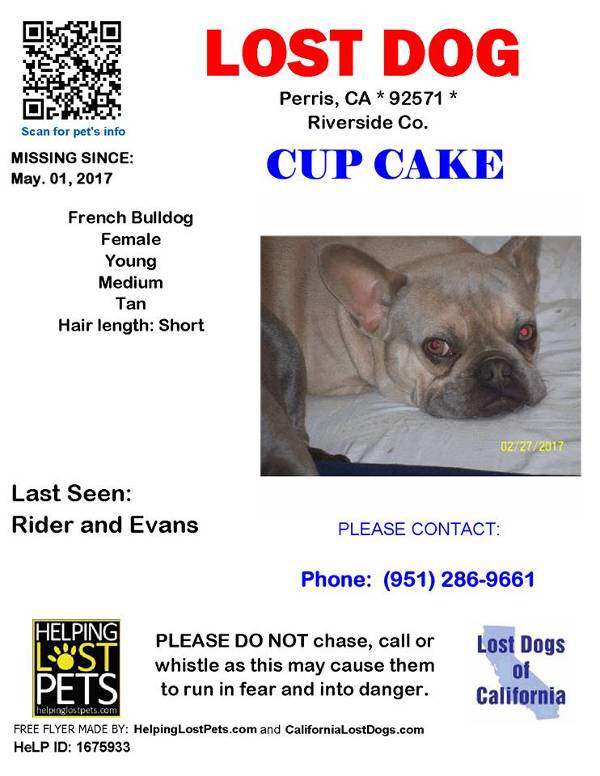Image of Cup Cake, Lost Dog