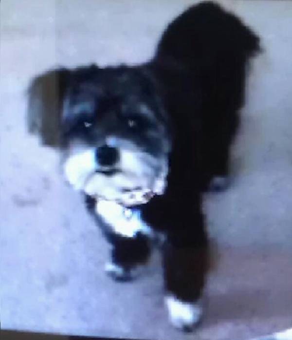 Image of Mittens, Lost Dog