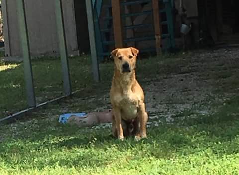 Image of Charlie, three-legged, Lost Dog