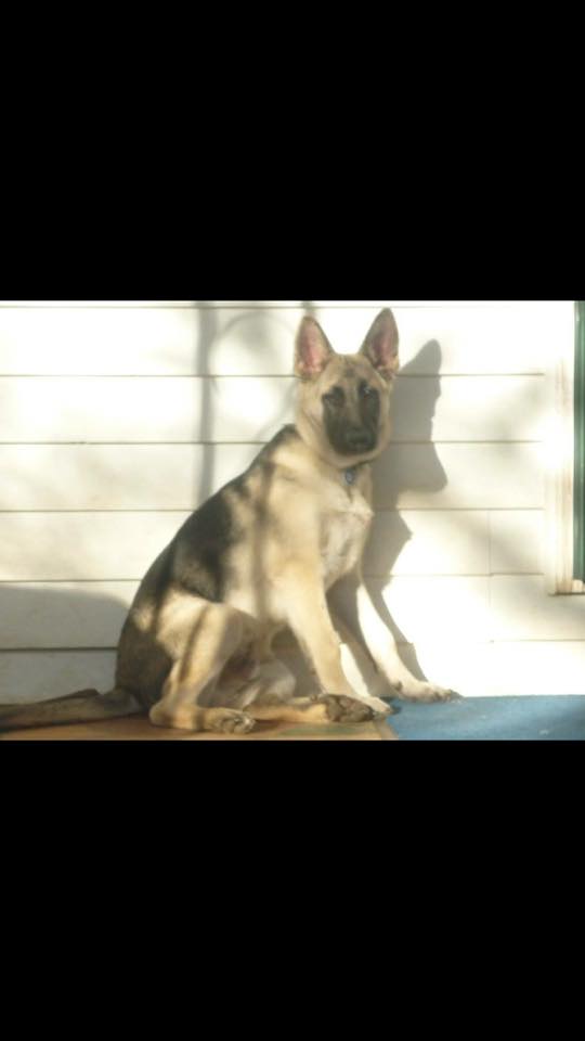 Image of Trooper GreyHawk Spriggs, Lost Dog