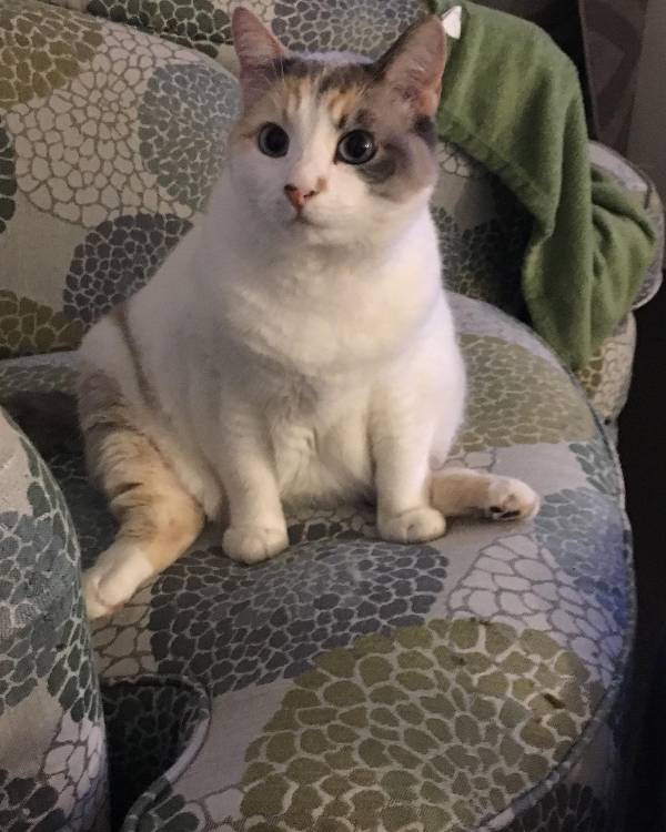 Image of Gabrielle, Lost Cat