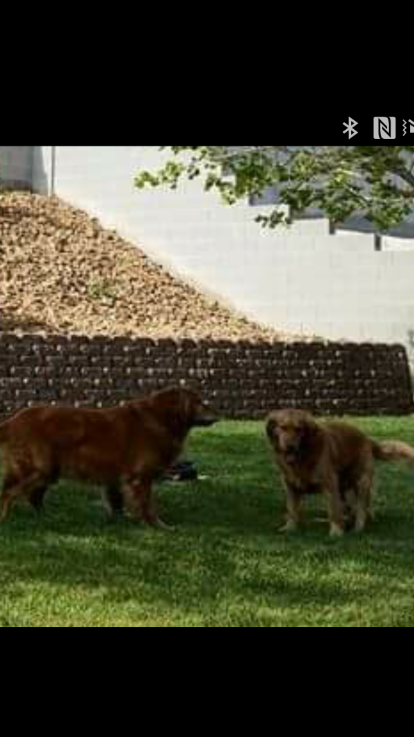 Image of Duke & daisy, Lost Dog