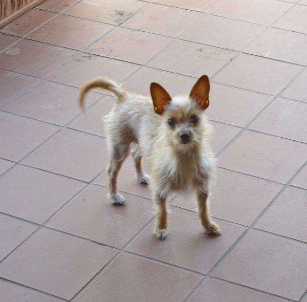 Image of Cinna, Lost Dog