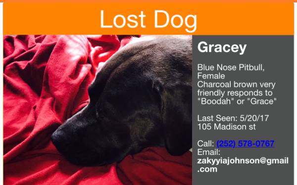 Image of Gracy, Lost Dog