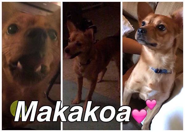 Image of Makakoa, Lost Dog