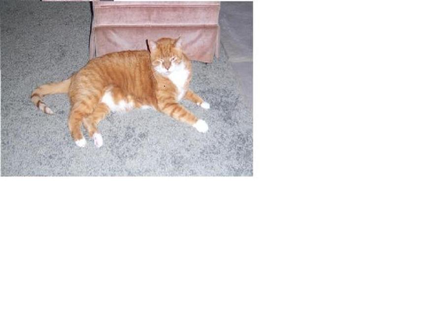 Image of Butterscotch, Lost Cat