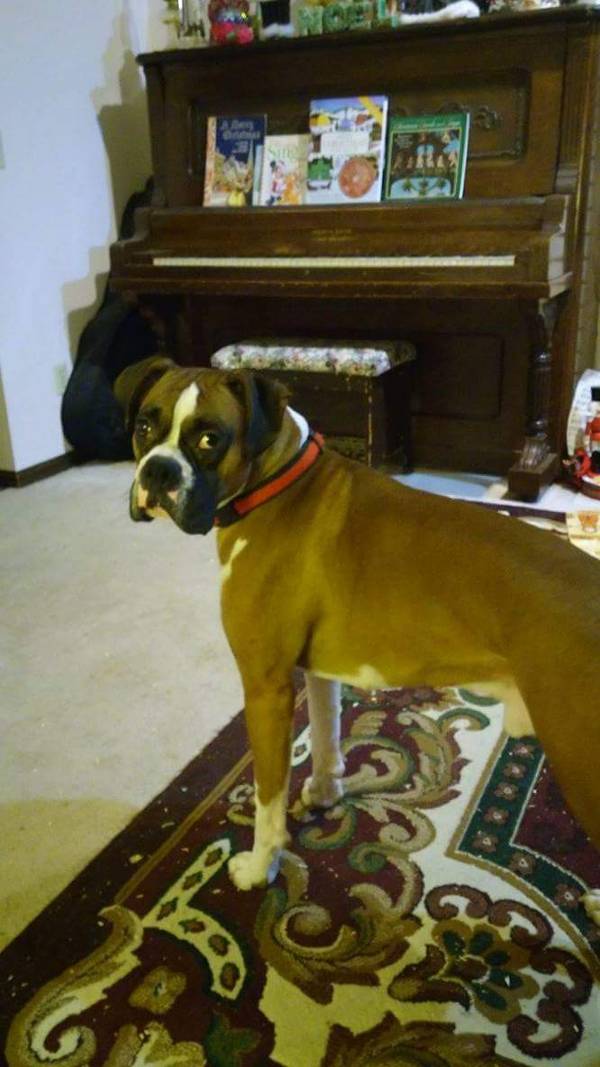 Image of Duke, Lost Dog