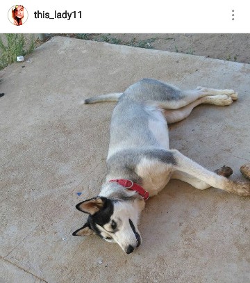 Image of Zsazsa, Lost Dog