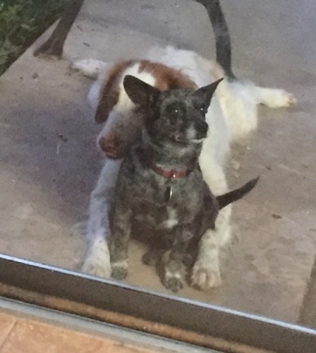 Image of Sweetie Girl, Lost Dog