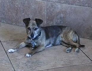 Image of Chebe, Lost Dog