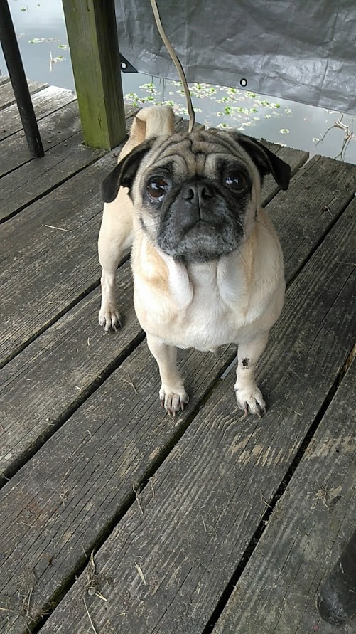 Image of Pugly, Lost Dog