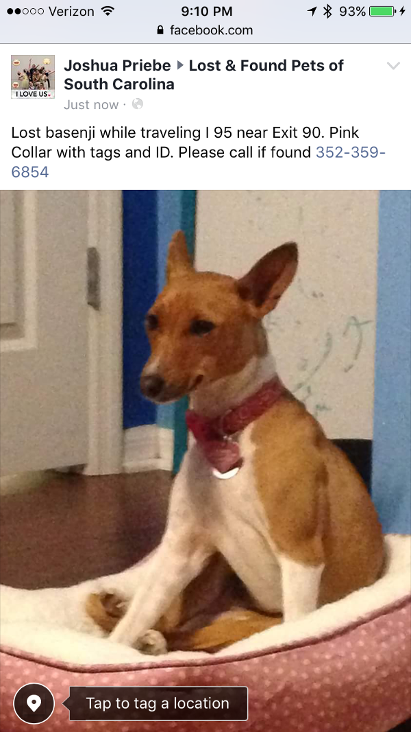 Image of Neese, Lost Dog