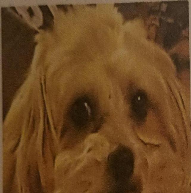 Image of Macy, Lost Dog