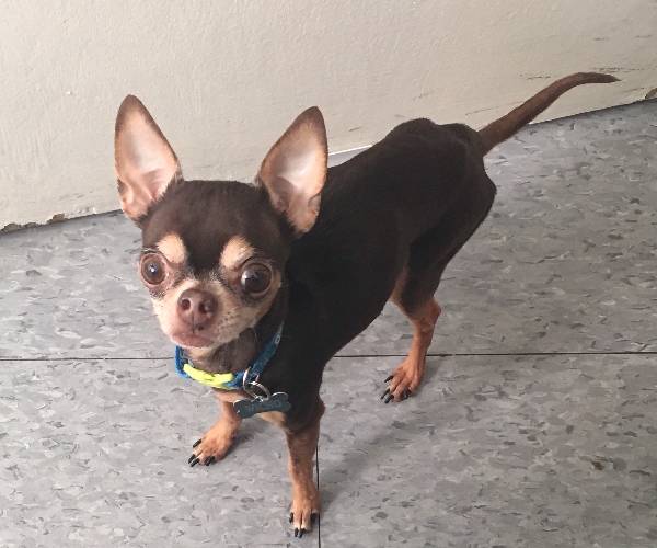 Image of Wicho, Lost Dog