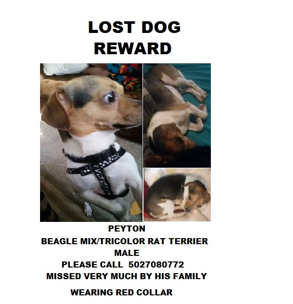 Image of peyton, Lost Dog