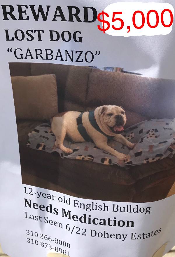 Image of Garbanzo, Lost Dog