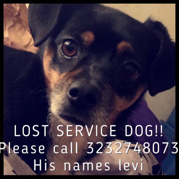 Image of Levi, Lost Dog