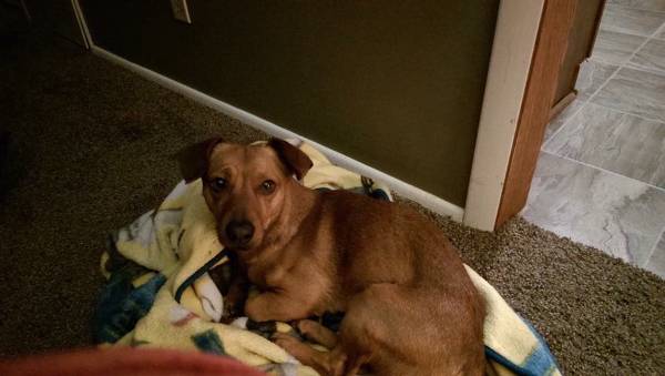 Image of Chiweenie, Lost Dog