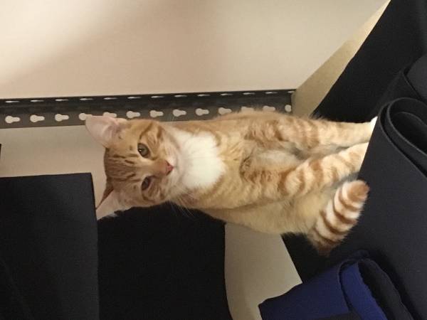 Image of Dabbs or Dabbers, Lost Cat
