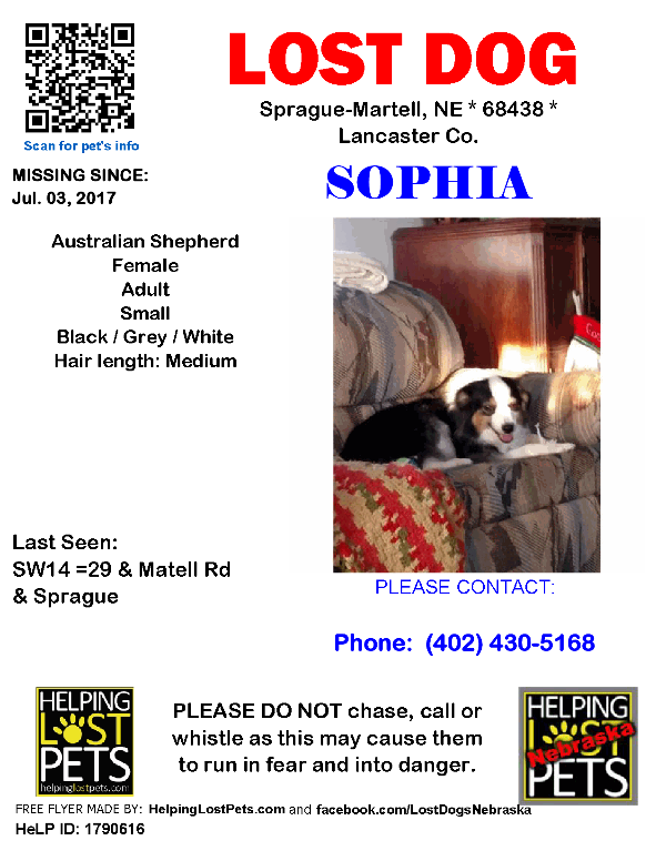Image of Sophia, Lost Dog