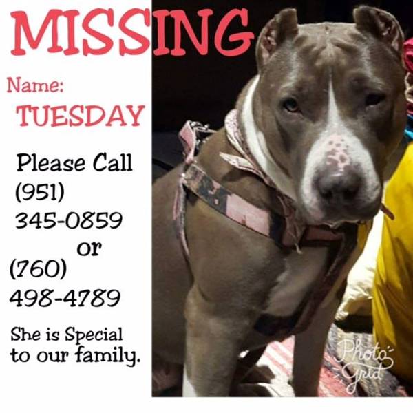 Image of Tuesday, Lost Dog